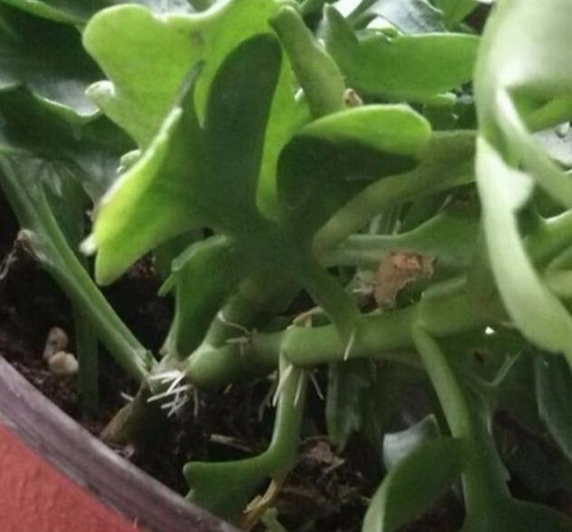 长寿花茎杆长了“气生根”,明白这些事,不再“脑袋疼”!