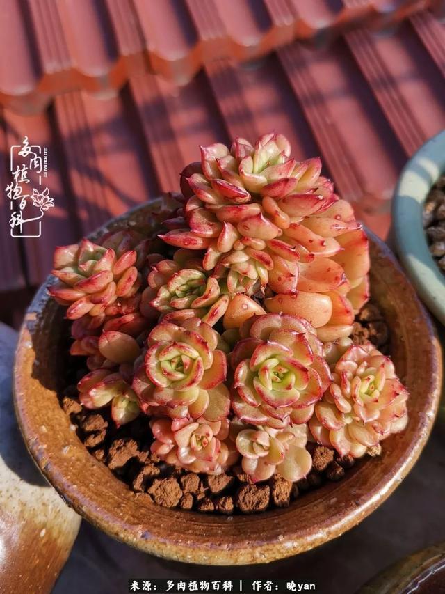 养多肉近四年，一路的走来，阳光总在风雨后！