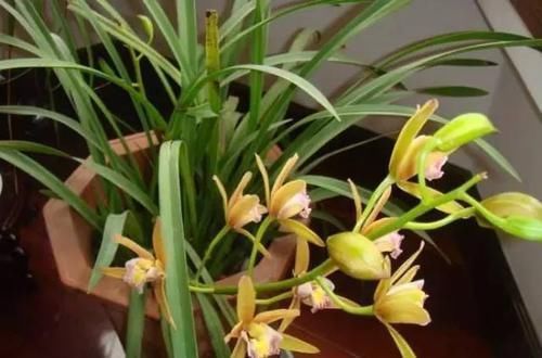 养花不懂换盆?永远等不到植物开花,养一盆黄一盆!