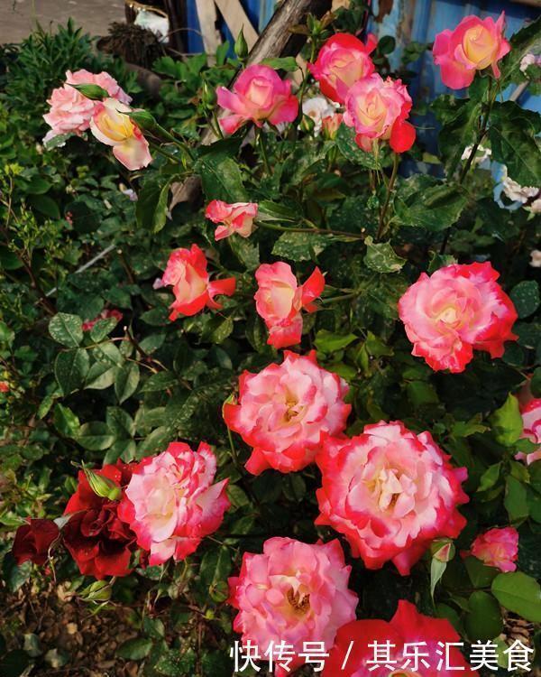 3种“香水”月季,适合阳台盆栽,花开一朵,满屋飘香