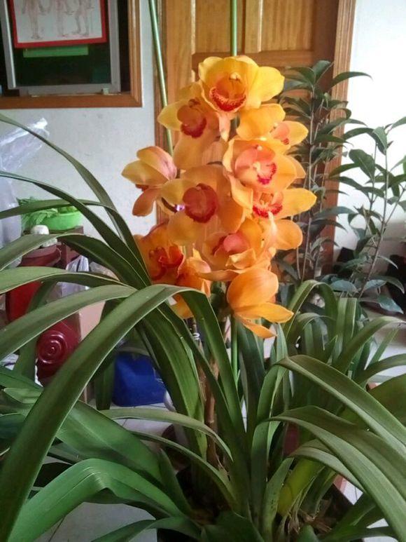 想让家中花团锦簇,4种花卉最适合,懒人都觉得超好养!