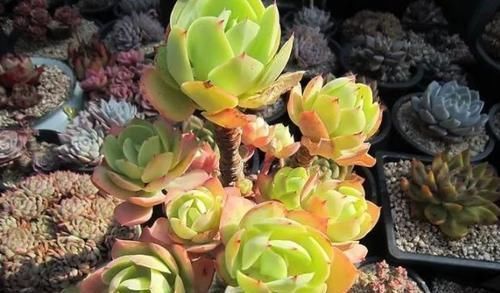 养多肉碧桃,不能宠着它,加点老树皮,养出果冻色