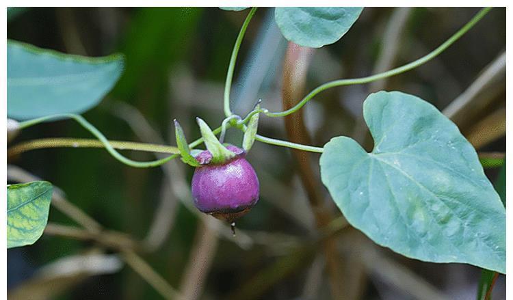 树林下一种金钱豹花,名字强势,体积娇小,殊不知,是种名贵草药