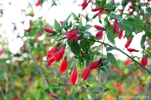 10种“稀罕花”，连名字都认不全，竟然拼命掏钱买