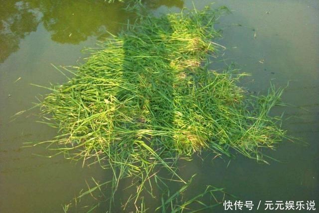 水域|别把钓草鱼看的那么难，做到这几点，连竿中鱼如若等闲
