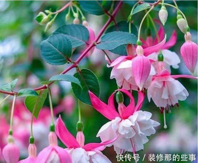 4种花是懒人的最爱,满树都是花朵,漂亮极了