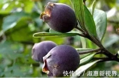 乌饭子润肺止咳、开胃消食，只需掌握四点，收获高产优质的乌饭子