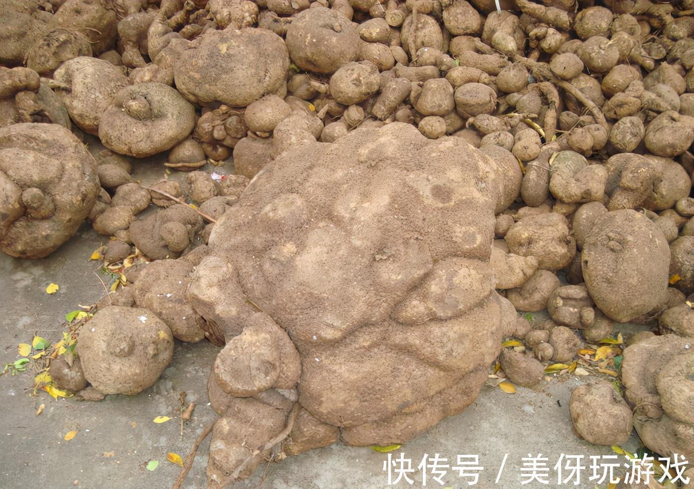 叶片|9种养不死的花,绿萝只能排最后,再养不活就剁手吧