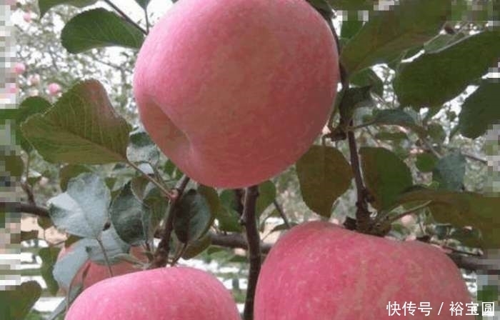 分娩|女子怀孕每天吃一苹果，分娩时连医生都夸赞，女子：我很感谢婆婆