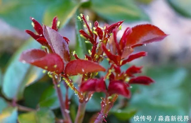 养花时很容易出现的6种病虫害,蚜虫、介壳虫和红蜘蛛都要可清除