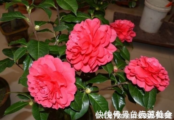 曲瓣|4种花,一养就是100年,开花漂亮,优雅高贵,养成“传家宝”