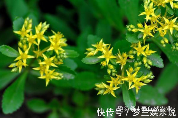 播种|救心菜的作用有很多,口感也很好,家里有空地就能种