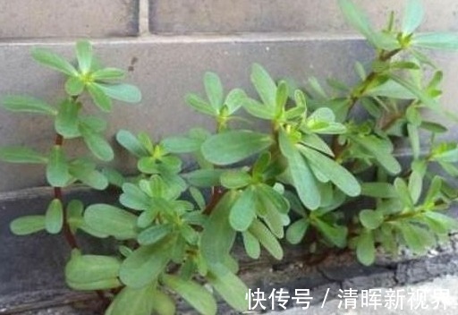 瘊子|农村有种常见的野草，是治疗瘊子的良药，分分钟就治好，不再长
