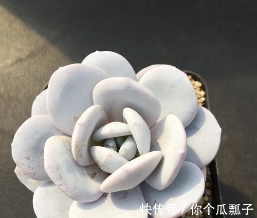 6款白色系多肉,高雅纯净养护简单,仙气十足谁见了都夸美!