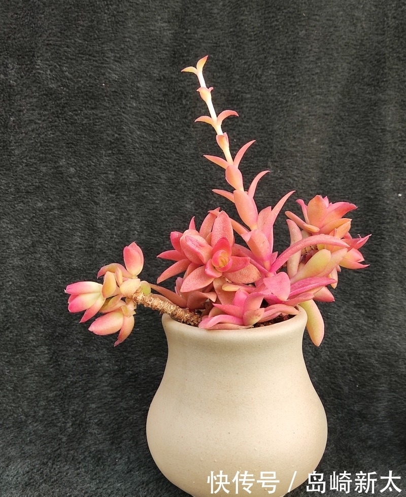 给我一块黑布,多肉走个台步