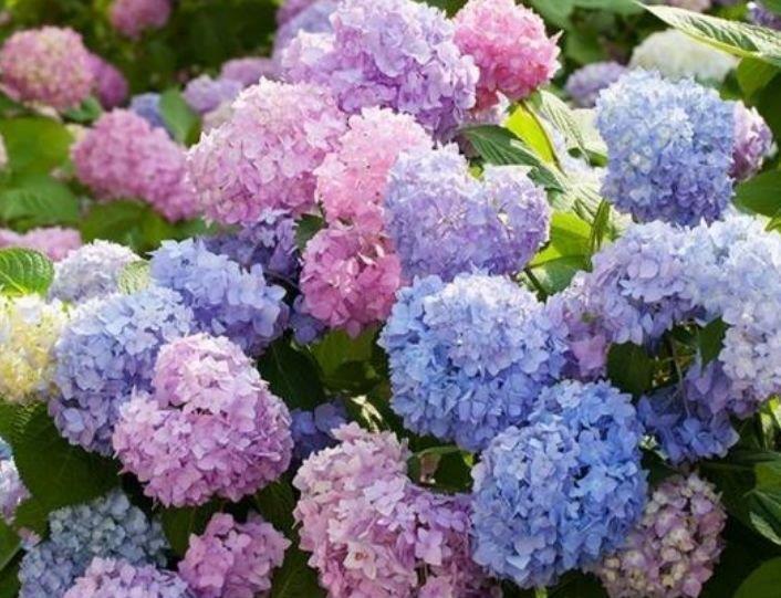 养花试试这几款,花开繁盛花香怡人,花朵姿态万千,美