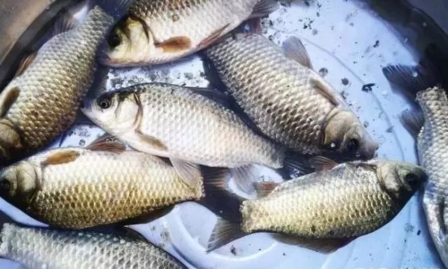 天一冷,饵料中加入这些东西,鲫鲤鱼马上咬钩,小药都得靠边站!