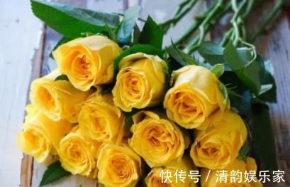 菊花|喜欢菊花,不如养盆“精品玫瑰”金香玉,花开金碧辉煌,高贵优美