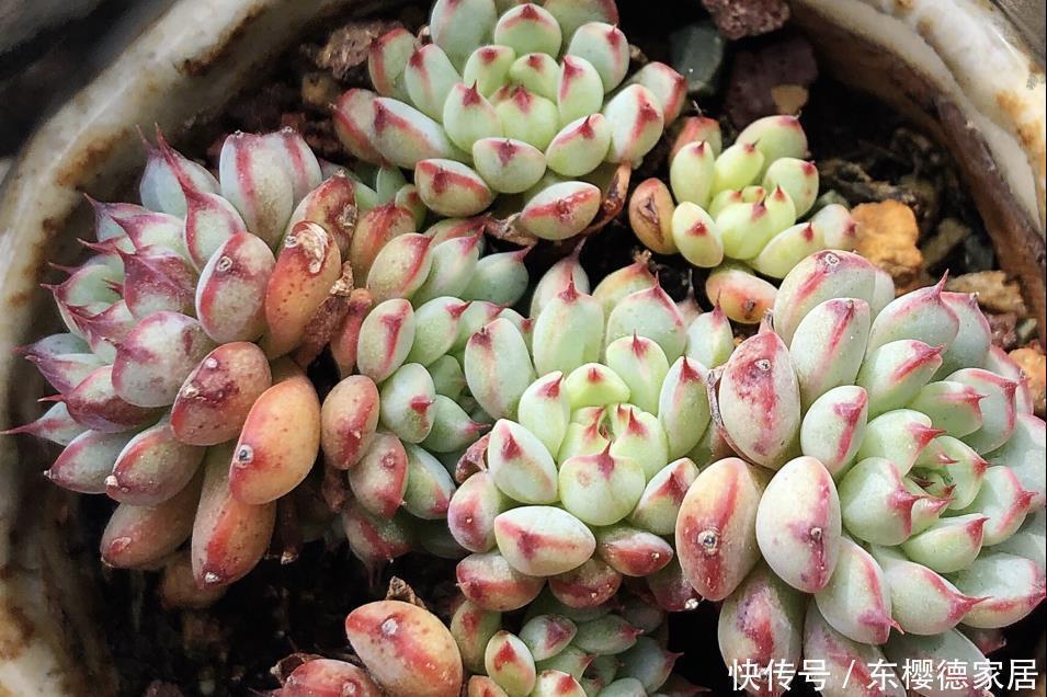 根系|多肉要“死翘翘”？先给你3个“信号”，看不明白？就没救了