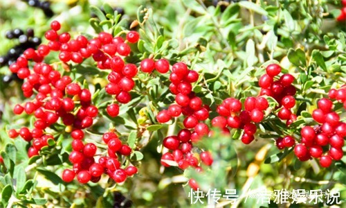 子宫|女性想要身体好常吃4种食物,调经润肠,排出毒素,预防子宫早衰