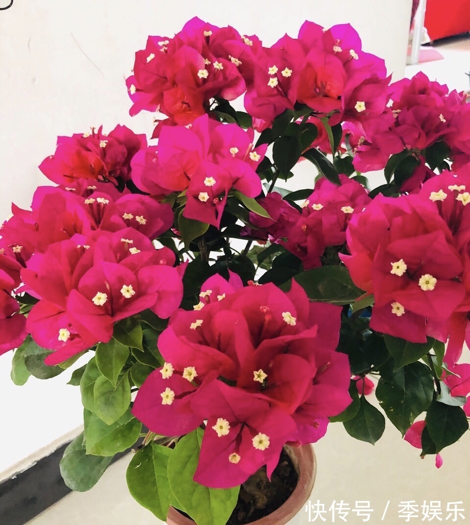 三角梅买回家以后,简单3步操作,30天花朵爆盆,小白都能养好