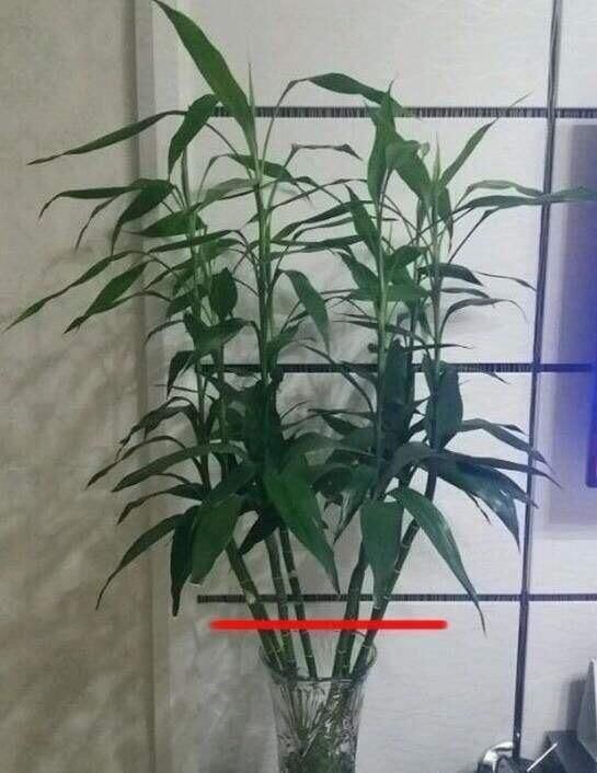 天长|水培富贵竹,“2种料”放一点在水里,叶浓绿,15天长出白根