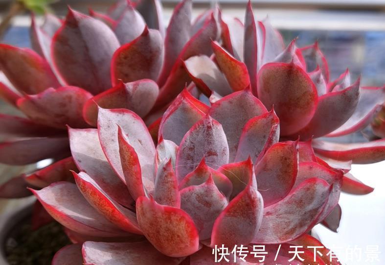 叶片|养多肉厌倦了不停地买?那内部挖潜自己叶插吧!秋天正是最佳时机