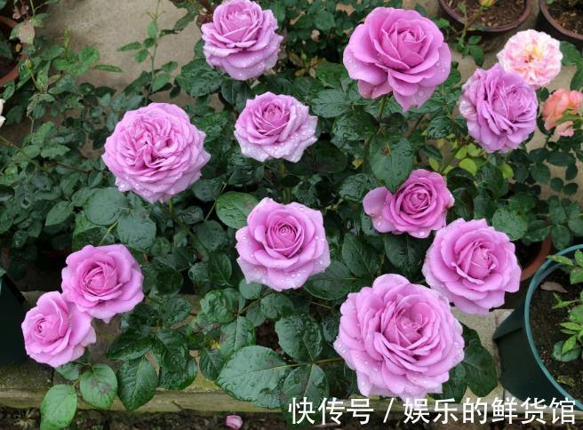 盆栽|夏天里这5种花,爱喝水是大水桶,每天浇水才能枝叶翠绿长势旺