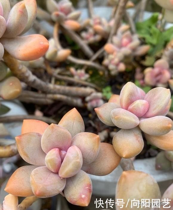 多肉|多肉养成老桩，靠的是时间，至少也要3年，心急吃不了热豆腐