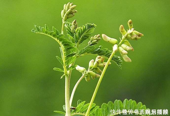 升陷汤|黄芪，补气最好用的药！老中医推荐6大经典搭配，学会受益终身！