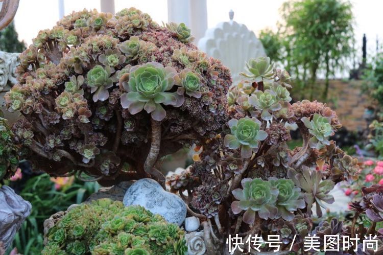 花草|历时一年,在31楼打造300㎡“屋顶花园”,如今美成了仙境