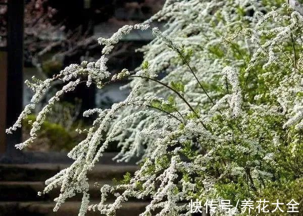 1种花叫“雪柳”，剪几根枝插水里，7天长叶，一个月开花，绝美