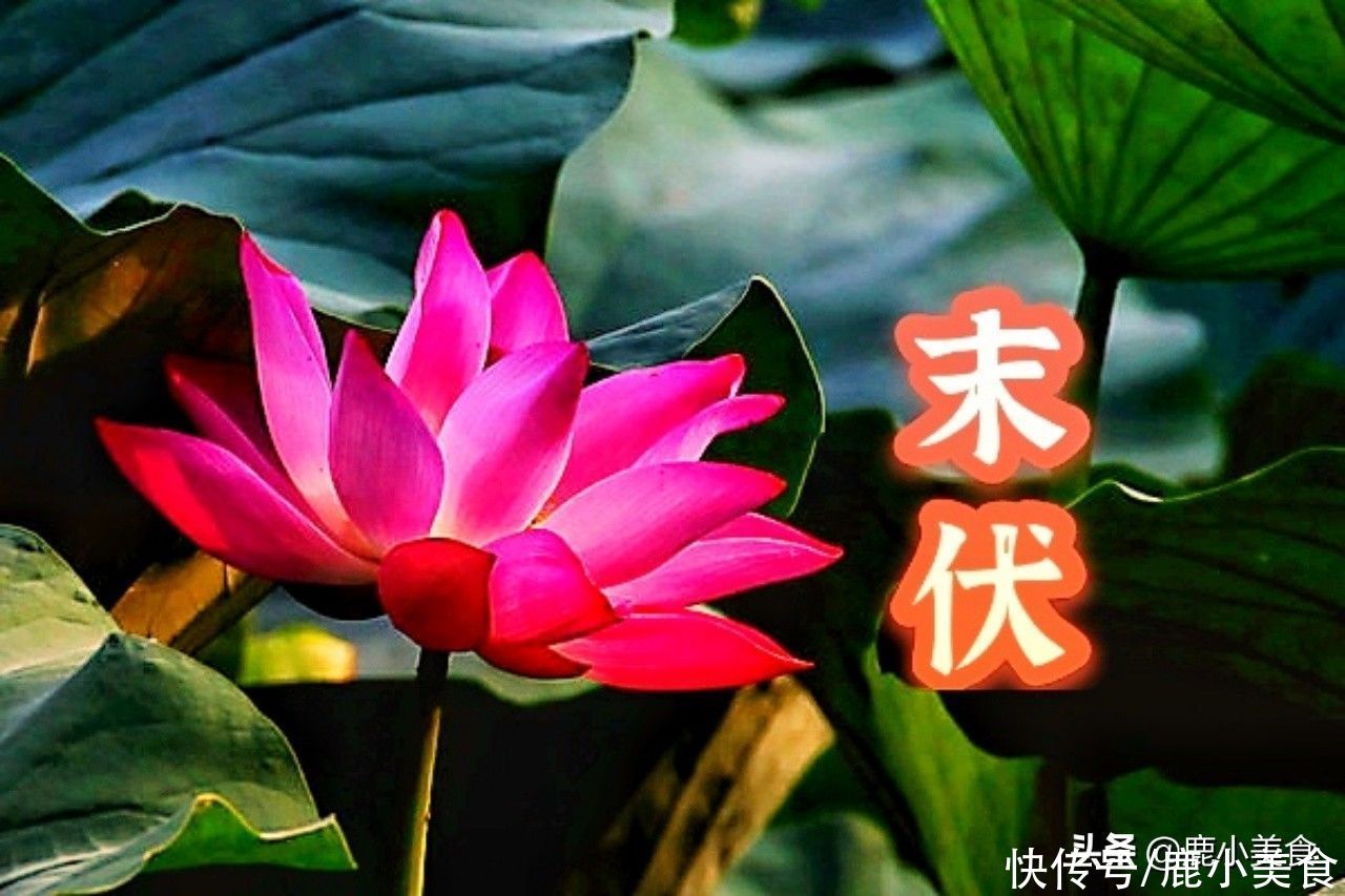 汤羹|末伏干燥炎热，6道降燥汤少不了！顺时而饮，度过秋冬更健康