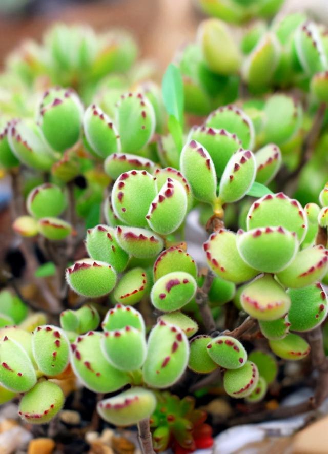 叶片|这“三多肉”扦插正当时,掰点叶片就生根,成活率比其他季节都高