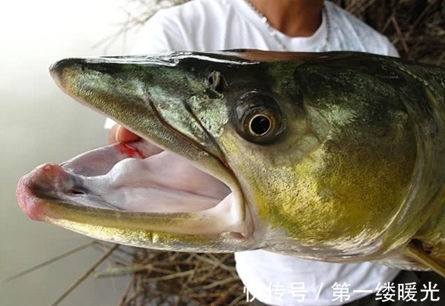 路亚|此鱼的力气比牛还大,常常被人们称之为“水中的鱼霸”