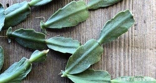 月季|8种花不用花钱买,掐片叶、剪根枝,找个花盆种起来,家里放不下!