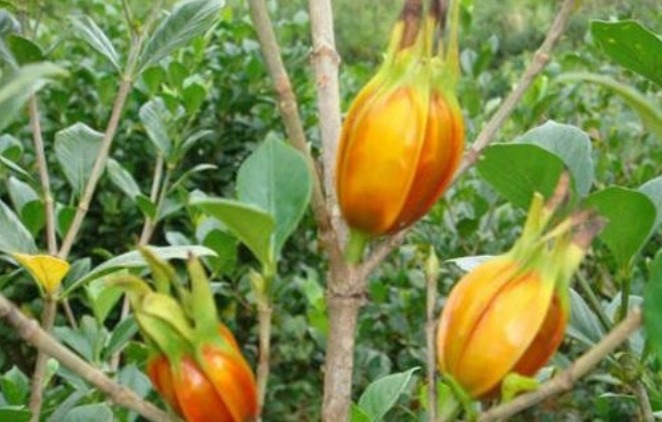 消炎|晚上易失眠多梦用此物泡水,睡前来一杯,缓解失眠抗菌消炎