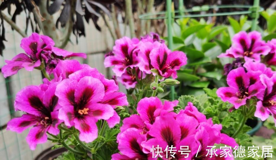 补肥|养花必备3种大补肥,专治黄叶烂根不开花,新手都来来学学