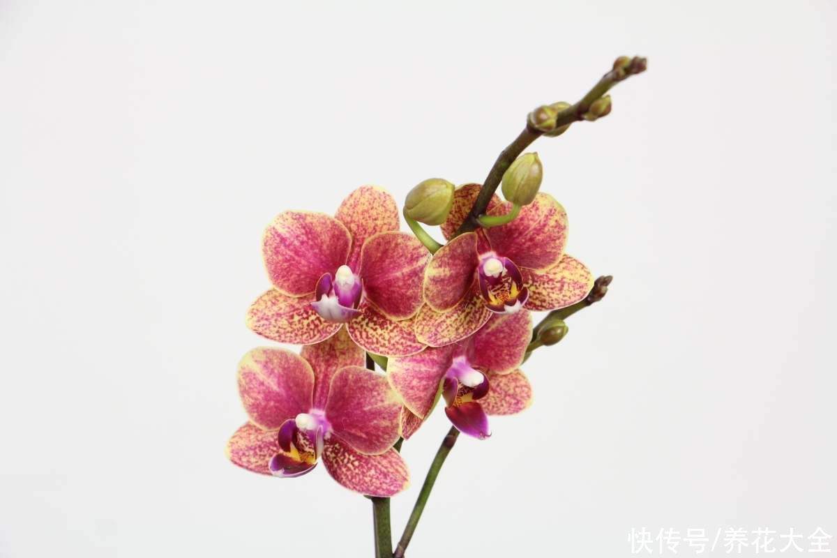 施肥|蝴蝶兰长势不旺？正确的浇水方法，你了解吗？