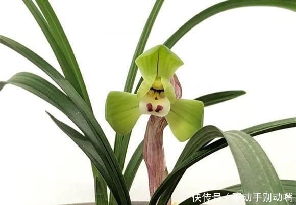 兰花|养兰花,牢记一个字,开花够豪气!