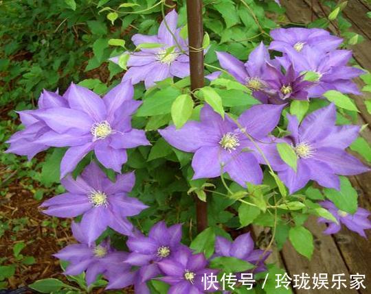 种花|“2种花”怎么折腾都不死,客厅养一盆,花朵一天比一天多