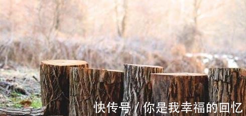 樟子松|买实木家具什么木材好越不知道越要搞懂这几点,闭眼也能挑好的