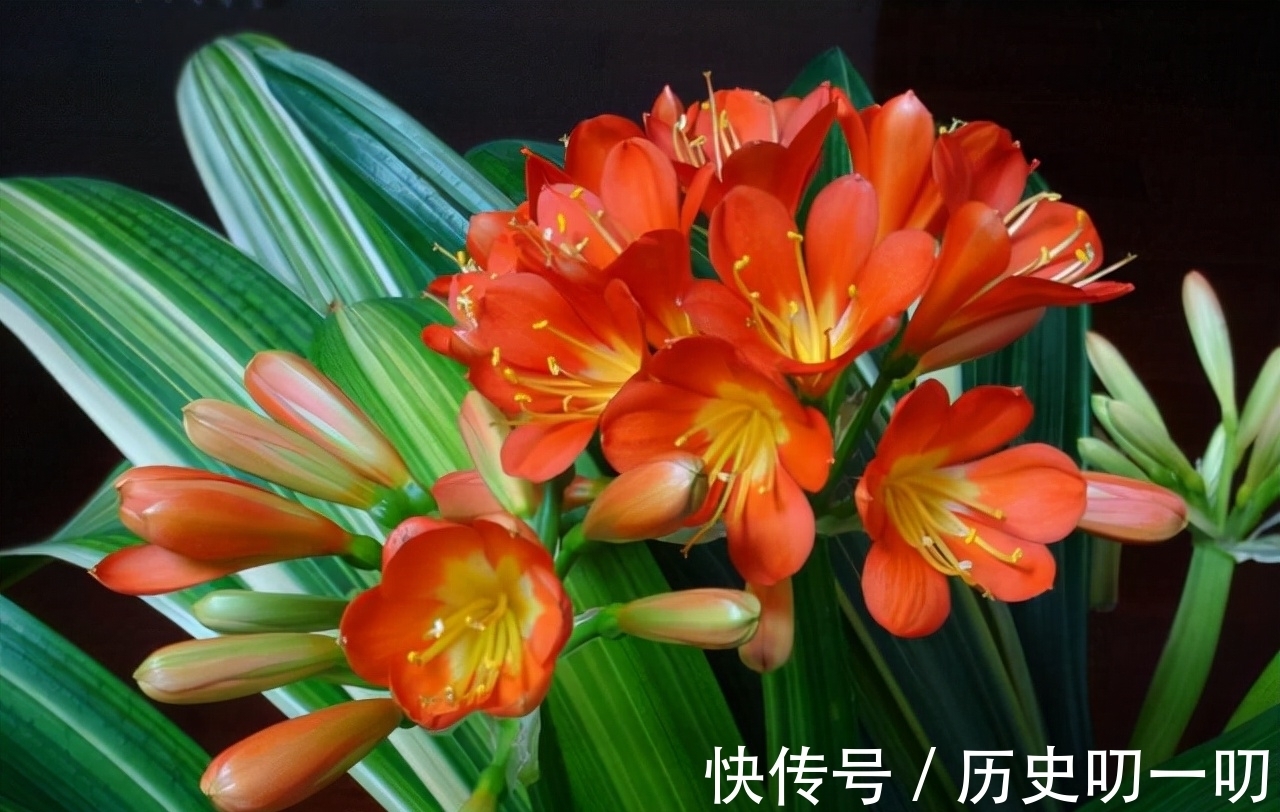 列入|这“三种花”不能养,已被列入“养殖黑名单”,别再傻傻当作宝