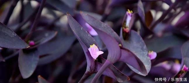 最适合养在室内的7种花，有点散射光就能蹭蹭地长