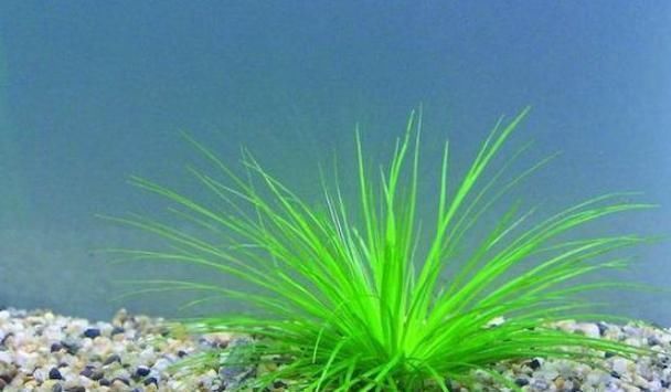 明目|这株不起眼的“小草”，却是李时珍口中的良药，明目效果胜菊花