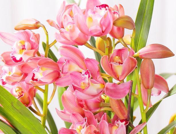 最香的兰花品种,花大色艳花香浓,花期长花量大,出架真漂亮