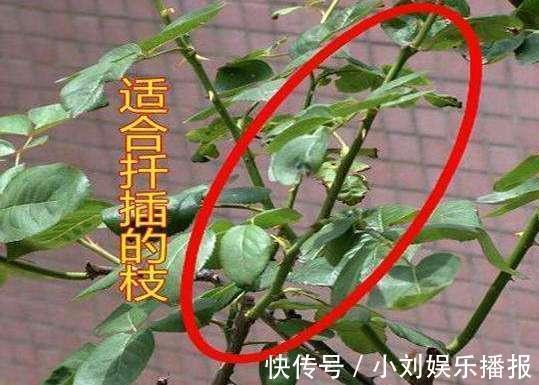 枝条|入秋扦插“6种花”，7天就生大白根，告别“黑腐烂”呼呼窜大个