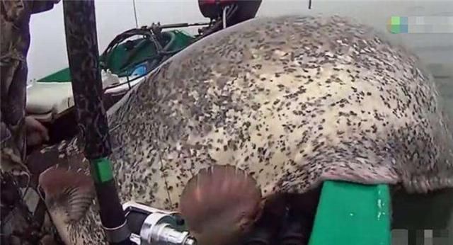 大鲶鱼|男子钓上百斤大鱼,竟还是“一对”,接下来一幕,男子却把它放生