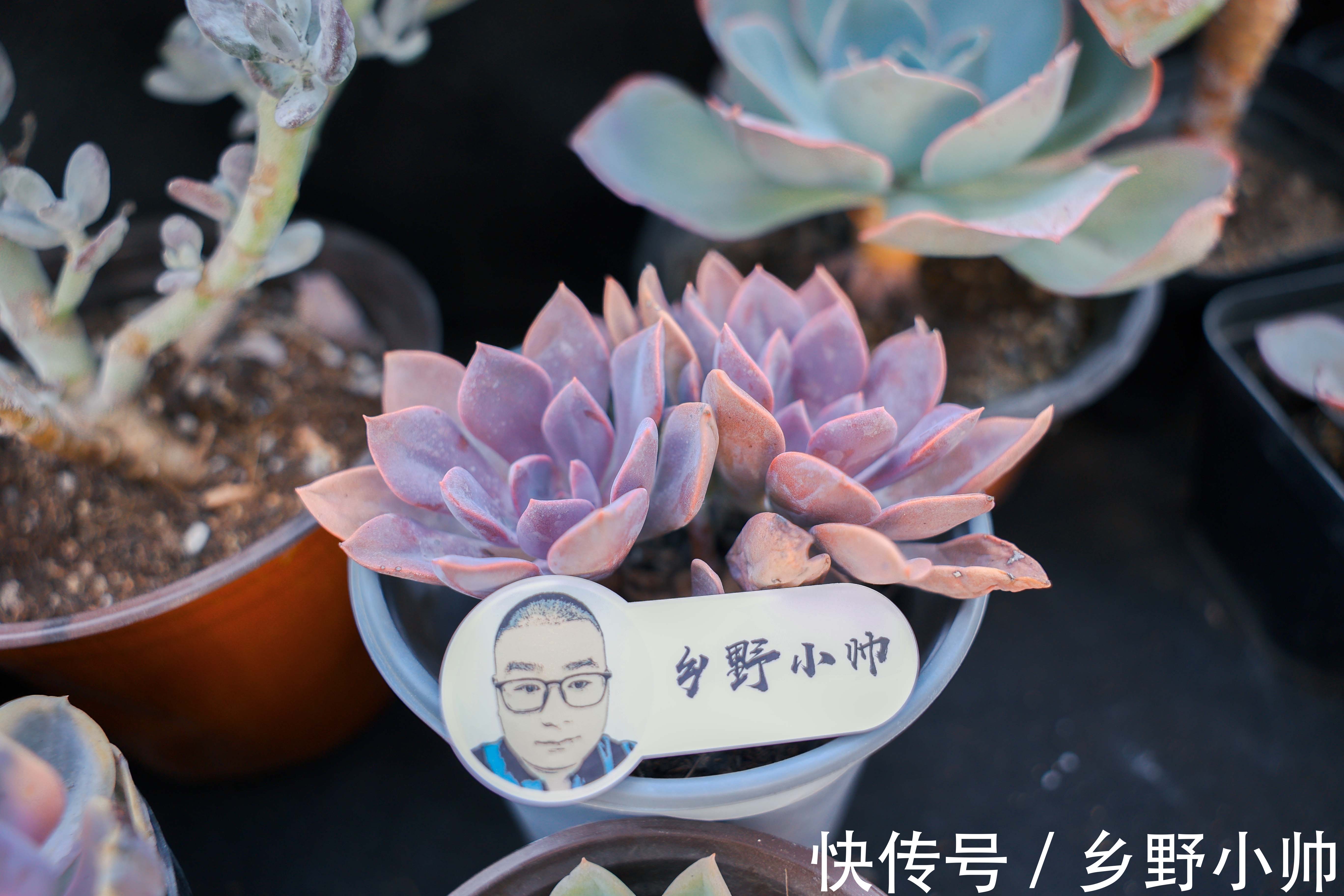 黛比多肉|黛比、丘比特,两种长得类似双胞胎的两种多肉,这样养护更漂亮