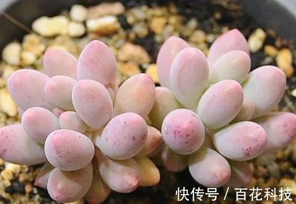 要点|60种多肉图鉴及养护要点,1分钟学会,超全超实用!